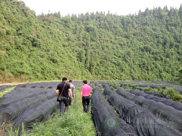 古丈县人口_湖南省20个国家级贫困县,湘西七个县全部上榜,邵阳也占了三个(3)