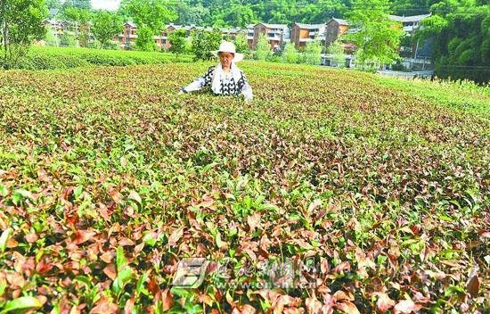 恩施：持续高温致茶园因缺水备受