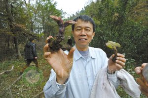 寻茶团成员老高找到一丛野灵芝,高兴得如获至宝。