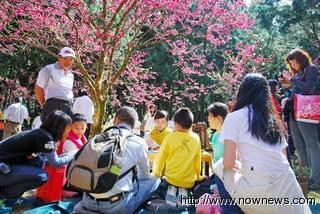 日本樱花女王台湾分享日本茶道(图)