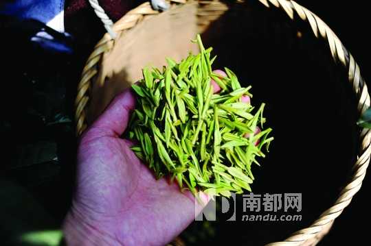 西湖龙井明前茶价格跳水约三成(图)