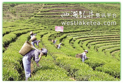 安化茶园盛产有机黑茶.