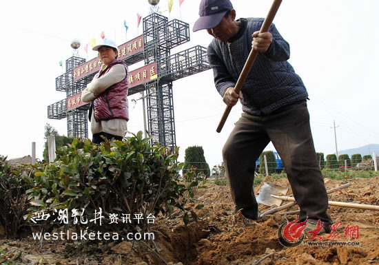 日照绿茶贱伤农 10龄茶树忍痛砍去(图)