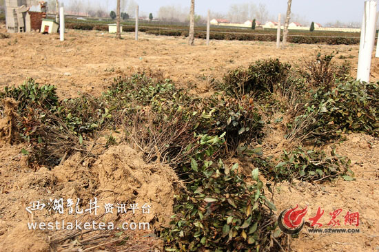 日照绿茶贱伤农 10龄茶树忍痛砍去(图)