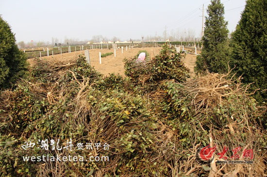 日照绿茶贱伤农 10龄茶树忍痛砍去(图)