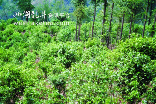 普洱茶的各种称谓有什么说法?