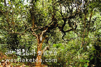 茶树中国,日本茶道(散文)