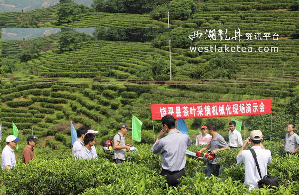 饶平县茶叶生产机械化现场演示会召开(图)