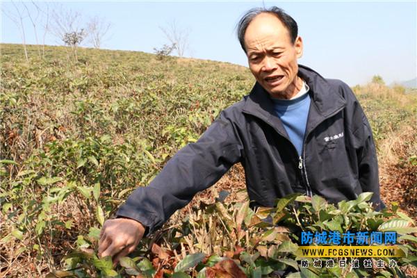 上思:种植云南大叶茶 一年制作干茶叶700斤